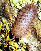 Armadillidium pallasii "Corfu" Asseln Baden-Württemberg - Bötzingen Vorschau