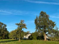 Alter Obstgarten mit Apfel- und Birnenbäumen zu verpachten Baden-Württemberg - Ravensburg Vorschau