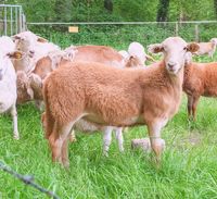 Jungbock, Lammbock, braunes Haarschaf, Schaf, Lamm Niedersachsen - Lunestedt Vorschau