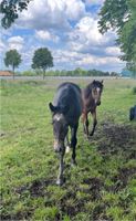 Hengst von Charthago Blue Niedersachsen - Hoogstede Vorschau