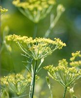 Hoher Gewürzfenchel Rostock - Reutershagen Vorschau