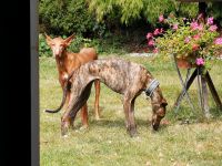 Gemeinsame Hunde Spaziergänge Baden-Württemberg - Ebersbach an der Fils Vorschau