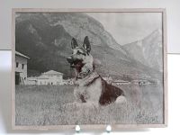 Tolles altes Foto,Schäferhund,original Vintage,Glas Rahmen,Berlin Berlin - Wilmersdorf Vorschau