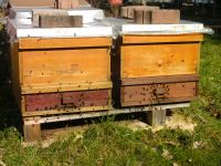 Bienenvolk Carnica auf DNM, optional mit Bergwinkelbeute Rheinland-Pfalz - Idar-Oberstein Vorschau