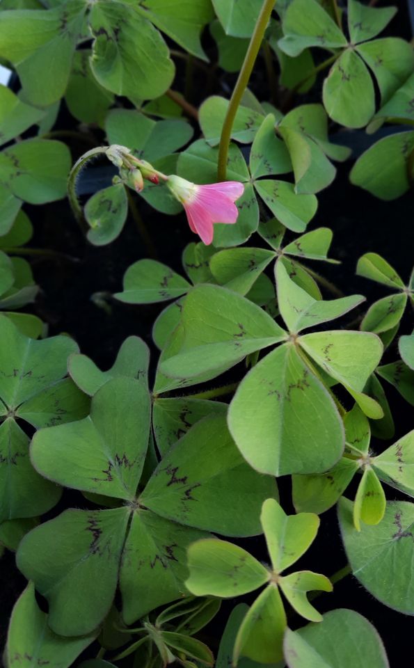 15 Zwiebeln Glücksklee grün Glückskleeblatt Pflanze Oxalis Deppei in Halle