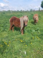 Wunderschöne Shettys / Ponys Sachsen-Anhalt - Hohe Börde Vorschau