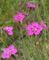 Samen Heidenelke (Dianthus deltoides) rosa blühend für Magerwiese Niedersachsen - Bergen an der Dumme Vorschau