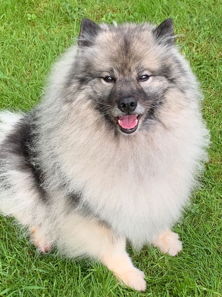 Hundewolle vom Wolfsspitz in Bad Oeynhausen