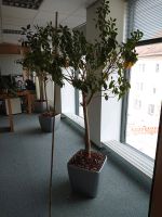 3 + 2 Ficus Benjamini, Birkenfeige Stamm Hochstamm Baden-Württemberg - Bad Mergentheim Vorschau