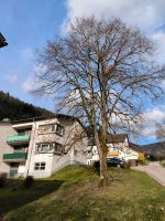 Wohnung 3 Zimmer 600€ Kalt Baden-Württemberg - Schönau (Schwarzwald) Vorschau