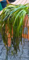 Vallisneria australis gigantea schnellwachsende Teich Pflanze Rheinland-Pfalz - Waldsee Vorschau