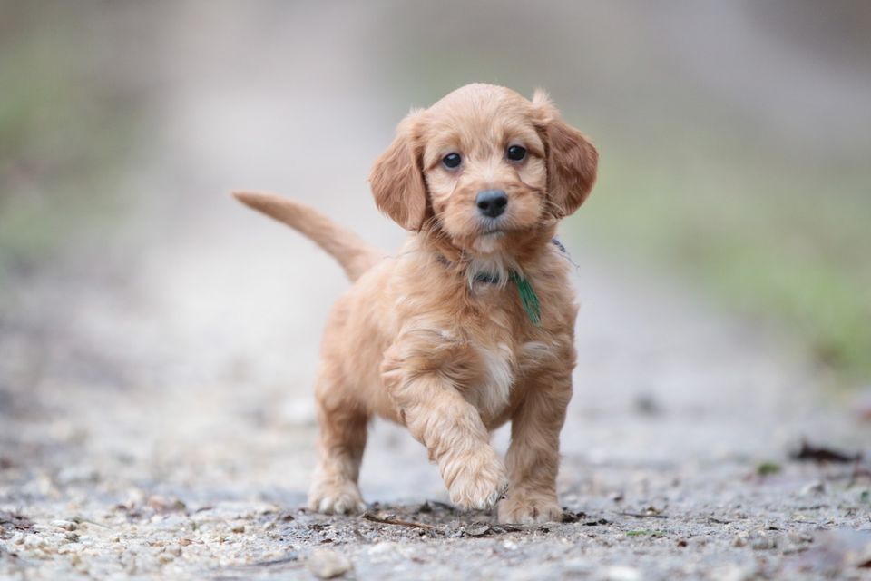 Seltene Mini Irish Doodle (Irish Setter x Pudel) in Wiesensteig