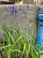 Iris sibirica sibirische Iris getopft Staude Bayern - Heideck Vorschau