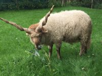 Zackelschafbock Baden-Württemberg - Welzheim Vorschau