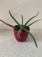 Aloe Vera groß 23 cm inkl plastiktopf München - Maxvorstadt Vorschau