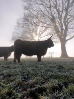 Highland Cattle- schottische Hochlandrinder Niedersachsen - Bruchhausen-Vilsen Vorschau