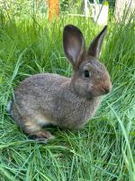 Kaninchen „Graue Wiener“ Naturfarben (männlich u. weiblich) Sachsen - Wurzen Vorschau