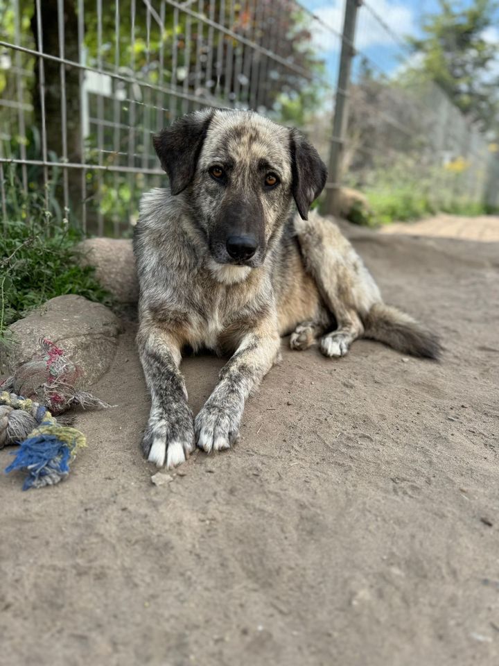 Liebe NORA ❤️ aus dem Tierschutz sucht ihre Familie in Möckern