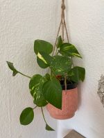 Zimmerpflanzen- Efeutute 'Golden Pothos' Nordrhein-Westfalen - Lippstadt Vorschau