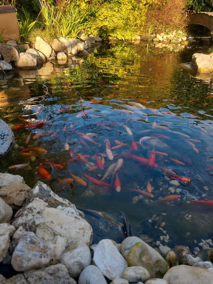 Teichfische - Goldfische aus unserem Teich. Sind noch über 80 da in München