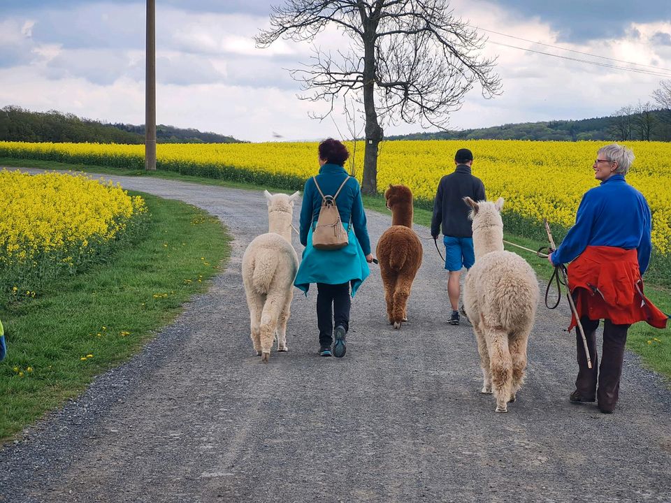 Alpakawanderungen/Alpakaspaziergang für Familie, Kinder, Teams in Bad Gottleuba-Berggießhübel