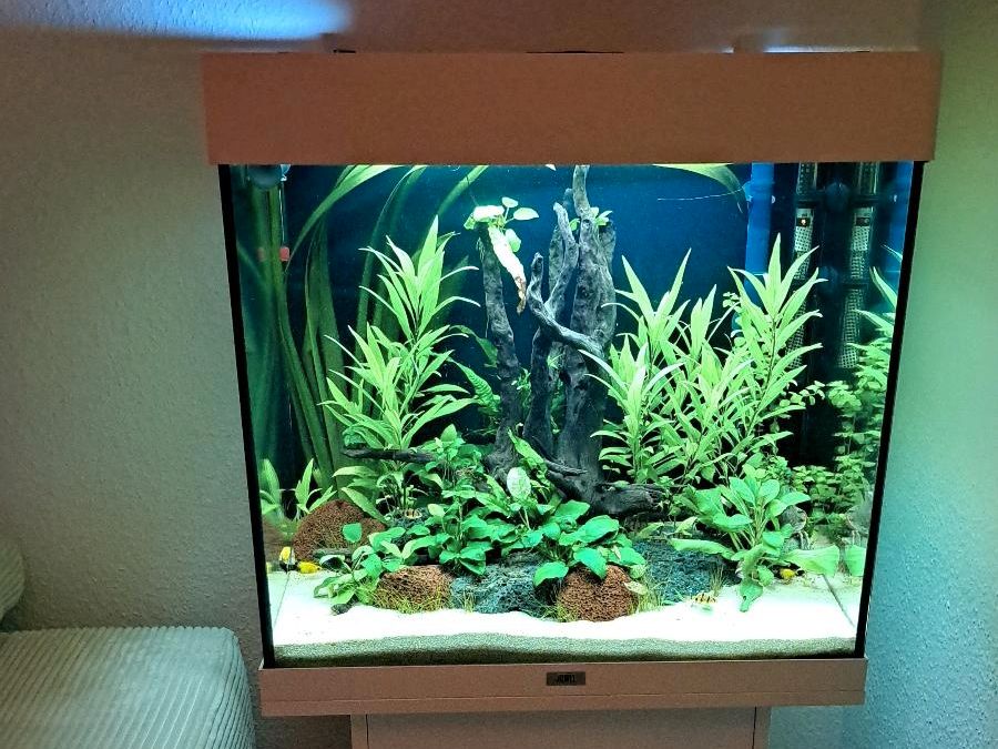 Aquariumpflanze Bambus-Optik Ableger, wächst sehr gut,  Aquarium in Bielefeld