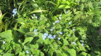 Staude - Kaukasus-Vergißmeinnicht - Brunnera macrophylla Bayern - Ingolstadt Vorschau