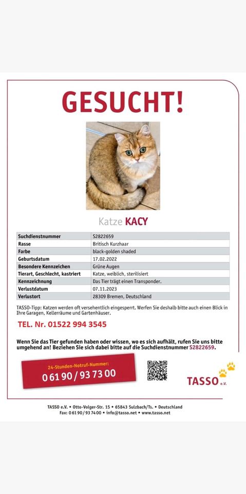 Katze BKH vermisst.   BELOHNUNG in Bremen