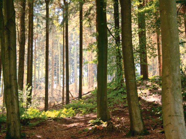 Wald- / Wiesengrundstück in Greußenheim