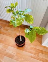 Kaffeepflanze frisch & besonders, 70 cm hoch Parchim - Landkreis - Parchim Vorschau