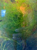 Aquarium Moss zu verkaufen Hessen - Altenstadt Vorschau