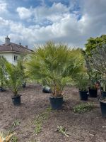 Zwergpalme Chamaerops Humilis Palme | XXL | ca. 220-230cm Stuttgart - Feuerbach Vorschau