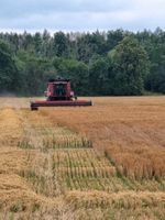 Gerste, Weizen, Tritikale, Roggen, Futtergetreide Brandenburg - Luckau Vorschau