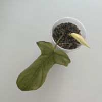 Ableger Philodendron Florida Ghost Niedersachsen - Salzgitter Vorschau