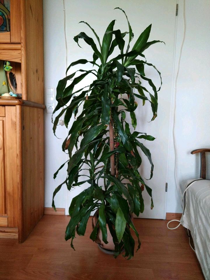 Drachenbaum Zimmerpflanze ca 150cm in Marburg