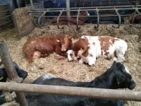 10kg Fleischpakete vom Strohbullen, Rindfleisch Baden-Württemberg - Oberstadion Vorschau