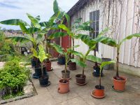 Musa Basjoo Bananenpflanzen Baden-Württemberg - Gomadingen Vorschau