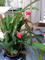 Epiphyllum, großer Blattkaktus Nordrhein-Westfalen - Kamen Vorschau