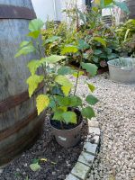 Hibiskus Ableger zu verkaufen Baden-Württemberg - Eimeldingen Vorschau