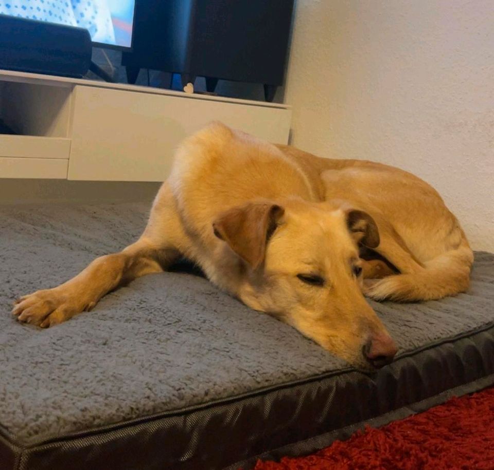 PARKET Labrador Mischling Tierschutz Hund Rüde in Würzburg