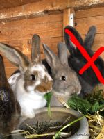 Kaninchen aus Hobbyzucht Nordrhein-Westfalen - Ochtrup Vorschau