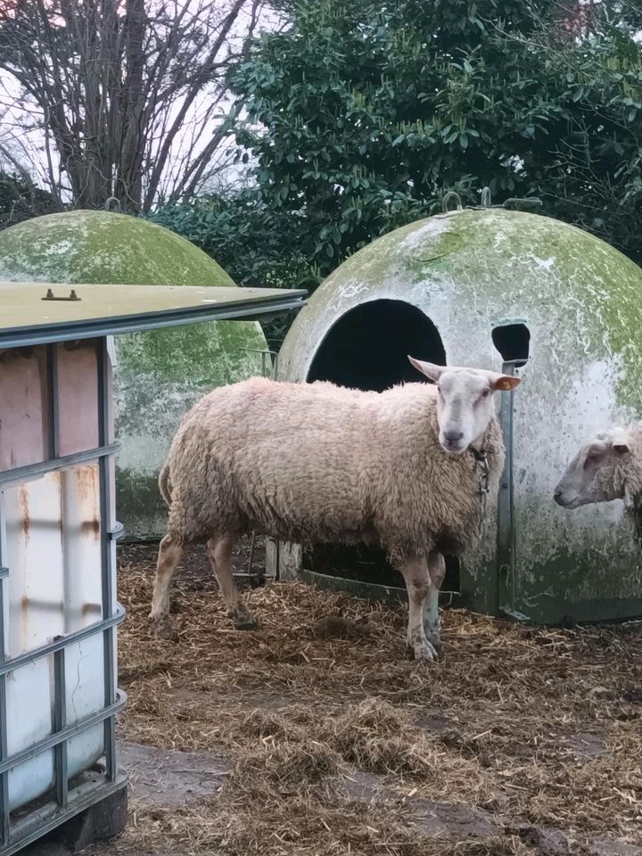 Schafbock,Charolais Bock, Deckbock in Emlichheim