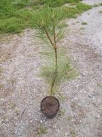 Schwarzkiefer Schwarz Kiefer Pinus nigra Tanne Nadelbaum Baum 90 Baden-Württemberg - Frickingen Vorschau