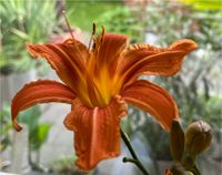 Abverkauf! Taglilie Hemerocallis Staude Gras Pflanze Blüte Niedersachsen - Nordhorn Vorschau