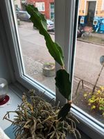 DRACHENFRUCHTPFLANZE - Hylocereus undatus - Stecklinge Hamburg Barmbek - Hamburg Barmbek-Süd  Vorschau