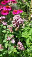 Oregano Pflanze Bienenpflanze Insektenpflanze Rheinland-Pfalz - Bad Dürkheim Vorschau