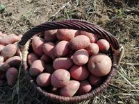 Kartoffeln - Bio - Speisekartoffeln aus eigenem Anbau, Ernte 2023 Sachsen - Riesa Vorschau