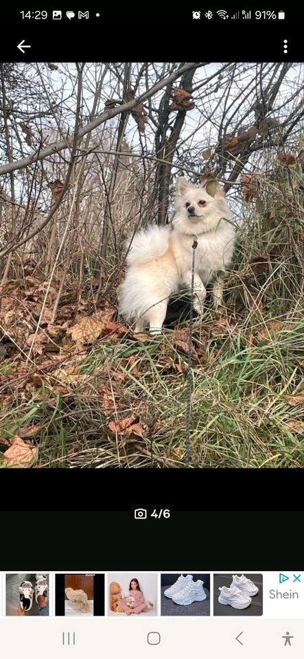 Spitz pomeranian in Bad Kreuznach