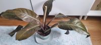 Philodendron Imperial Red Baumfreund München - Allach-Untermenzing Vorschau