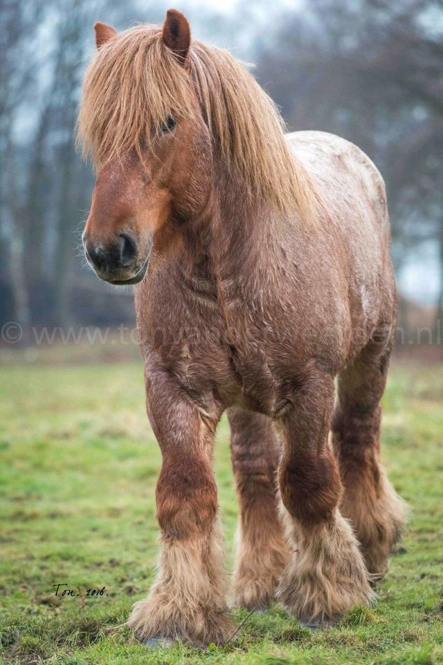Verkaufe Kaltblut Shire horse, Vlaams Paard, Brabanter in Wienrode